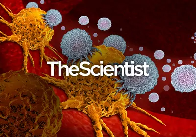 Cancer Vaccines: A Dose of Prevention Cancer Vaccines: A Dose of Prevention